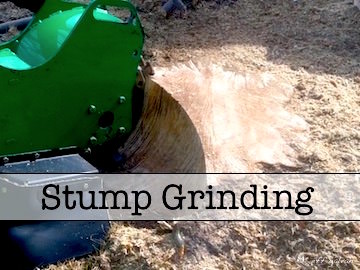 Stump grinding for Boulder, Colorado