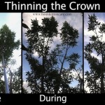 Thinning the Crown