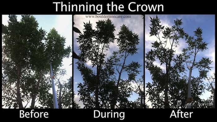 Thinning the Crown