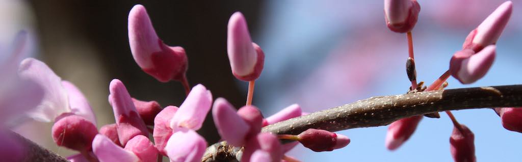 Tree Care And Removal Services Boulder Tree Care Pruning And Tree