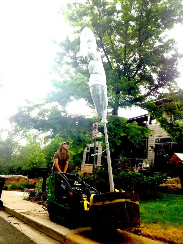 Planting large tree with skid steer for client in Boulder, Colorado.