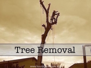 Tree Removal by Boulder Tree Care ~ Tree Removal and Stump Grinding