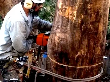 Tree removal Boulder