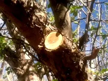 Trimming Trees in Boulder Colorado