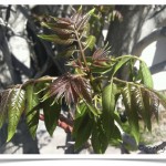 Tree of Heaven - Ailanthus altissima - Leaves