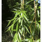 Weeping Willow - identifying by leaf