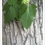 Boxelder - identifying by leaf