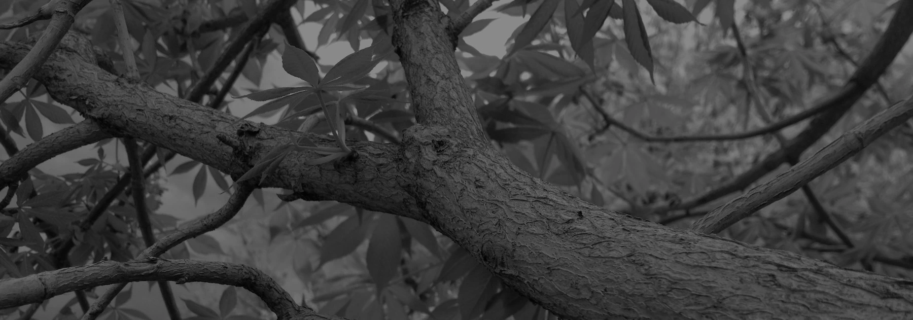 Buckeye header image