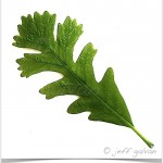 bur oak leaf