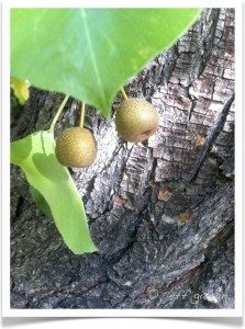 callery pear - Pyrus calleryana - Fruit - Bark - Leaf Tip