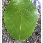 callery pear - identifying by leaf