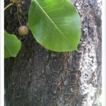 callery pear - Pyrus calleryana - Fruit - Bark - Leaf Tip
