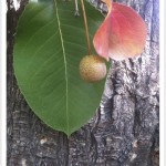 callery pear - Pyrus calleryana - Leaf - Fruit - Bark