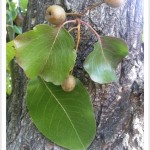 callery pear - Pyrus calleryana - Leaves - Fruits - Twig - Bark