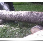 chainsaw milling ash tree