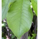 chokecherry leaf