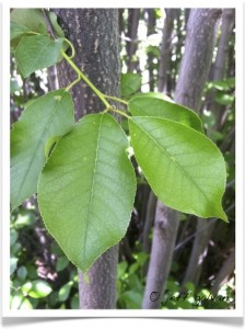 Chokecherry Leaves | Boulder Tree Care - Pruning & Tree Removal Services