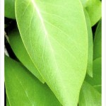 common lilac tree, leaf
