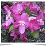 Crabapple with beautiful pink flowers.