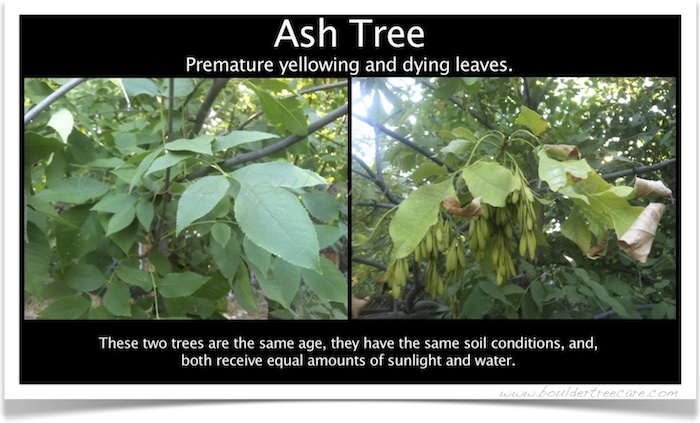 Diagnosis and treatment of disease, illness and problems with trees.