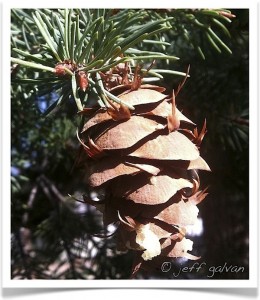 douglas fir cone