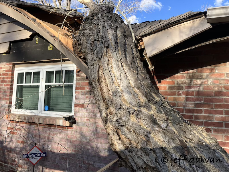 Massive cottonwood fell over on house crushing roof