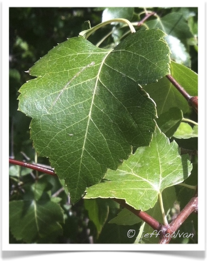 hawthorn leaf