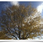 honeylocust - Gleditsia triacanthos tree