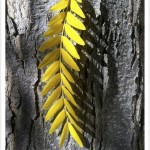 honeylocust leaf