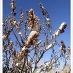 how to identify a common lilac tree in the winter