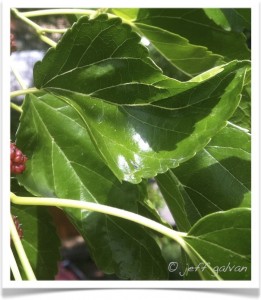 Mulberry Tree leaf is simple, lobed with serrated margins having an alternate arrangement on twigs.