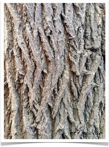 Mulberry Tree Furrowed Bark