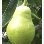 pear bartlett - identify by fruit