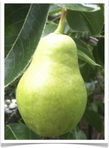pear bartlett - identify by fruit