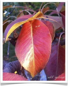 ear bartlett identify by leaf