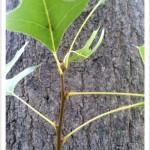 pin oak - Quercus palustris - Leaf Stems on Twig