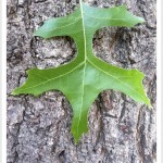 pin oak - identifying by leaf
