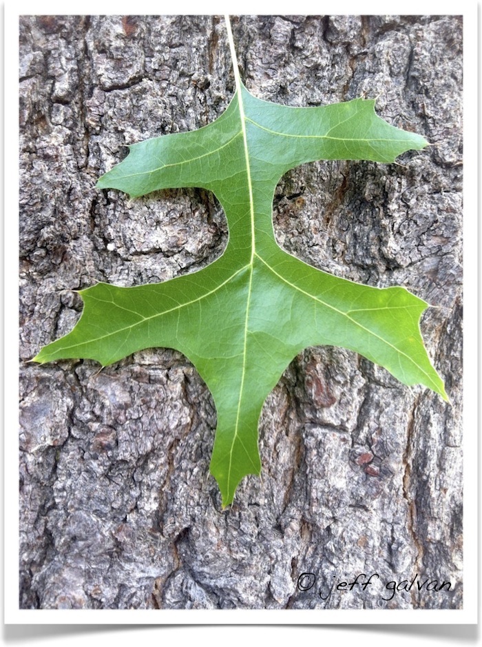 Pin Oak Tree Identification Identifying Quercus Palustris