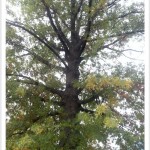 pin oak - Quercus palustris - Trunk and Branches