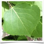 quaking aspen leaf