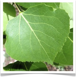 quaking aspen leaf