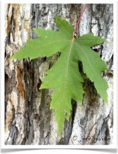 Maple, Silver - leaf