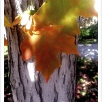 sugar maple leaf and bark