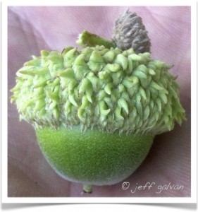 Swamp white oak acorn.