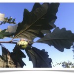 swamp white oak acorn and leaves