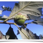 swamp white oak acorn and stem