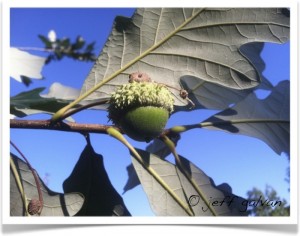 swamp white oak acorn and stem