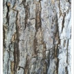 swamp white oak bark
