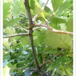 swamp white oak branch
