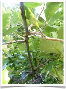 swamp white oak branch